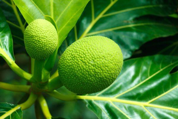 BREADFRUIT (DEL)