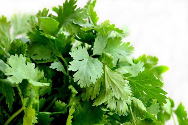 CORIANDER