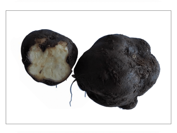 INNALA CHINESE  POTATO