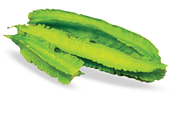 DAMALA (winged bean)