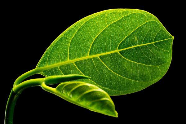 MUKUNUWENNA/<br>JACKFRUIT/<br>GOTU KOLA - Image 2