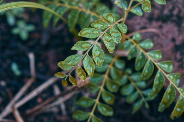 CURRY LEAVES/KARAPINCHA